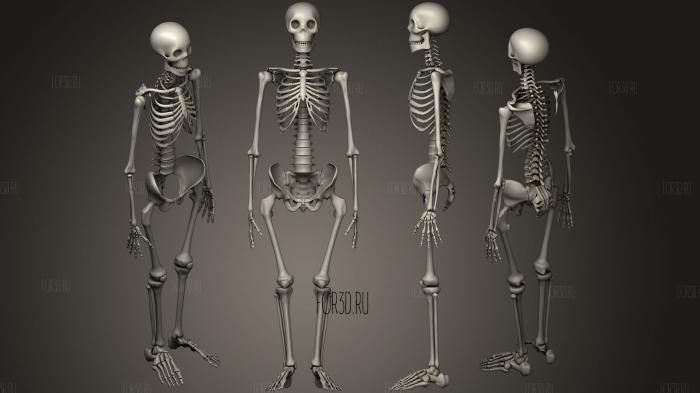 skeleton 3d stl модель для ЧПУ
